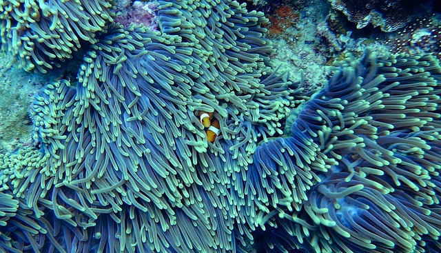 Great Barrier Reef Exploration scenic landscape of coral reef and ocean