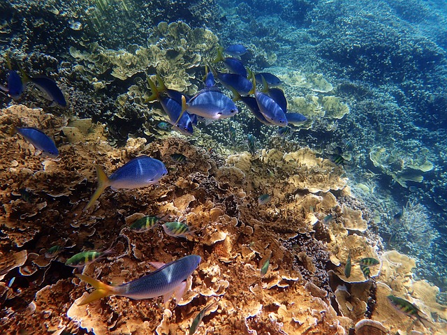 Great Barrier Reef Exploration Great Barrier Reef marine life and coral formations